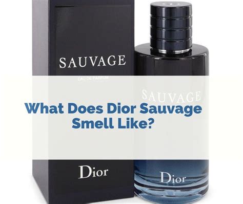 what does sauvage smell like